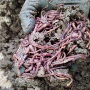 Composteira 12 Litros Minhocas E Serragem